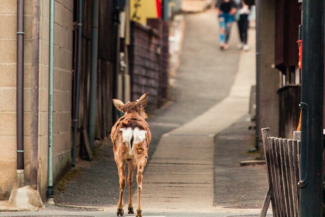 1-Day Private Sightseeing Tour in Hiroshima and Miyajima Island - Cultural Experiences