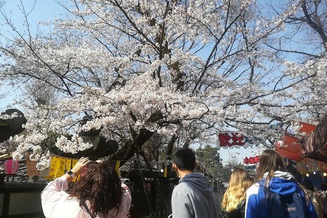 Cherry Blossom Highlights, Asakusa, Ueno & Meiji Shrine - Common questions