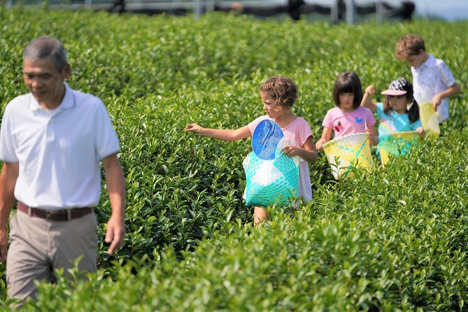 Family Picnic in a Tea Field - Additional Details