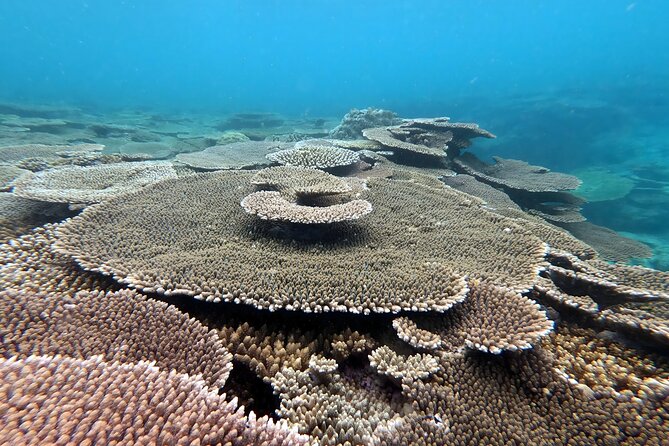 Kayak & Snorkel: Private Tour in Yanbaru, North Okinawa - Additional Services Available