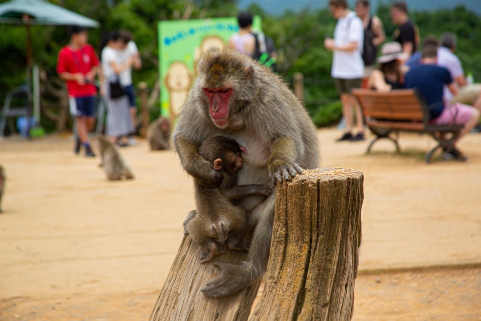 Kyoto: Arashiyama Bamboo, Temple, Matcha, Monkeys, & Secrets - Main Stops and Highlight Experiences