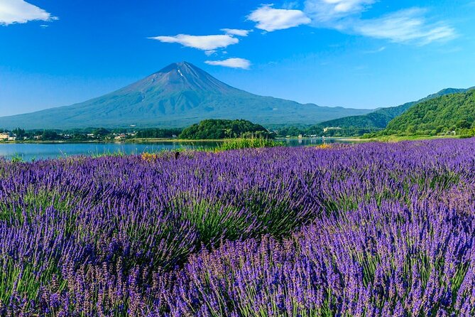 Mt. Fuji Area Tour Tokyo DEP: English Speaking Driver, No Guide - Additional Information