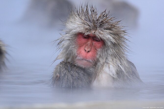 Nagano Snow Monkey 1 Day Tour With Beef Sukiyaki Lunch From Tokyo - Additional Details and Considerations