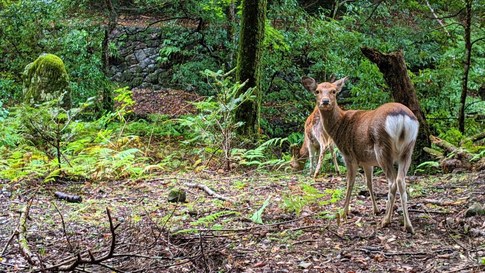 Nara: Heart of Nature Temple, Forest, & Waterfall Bike Tour - Important Details