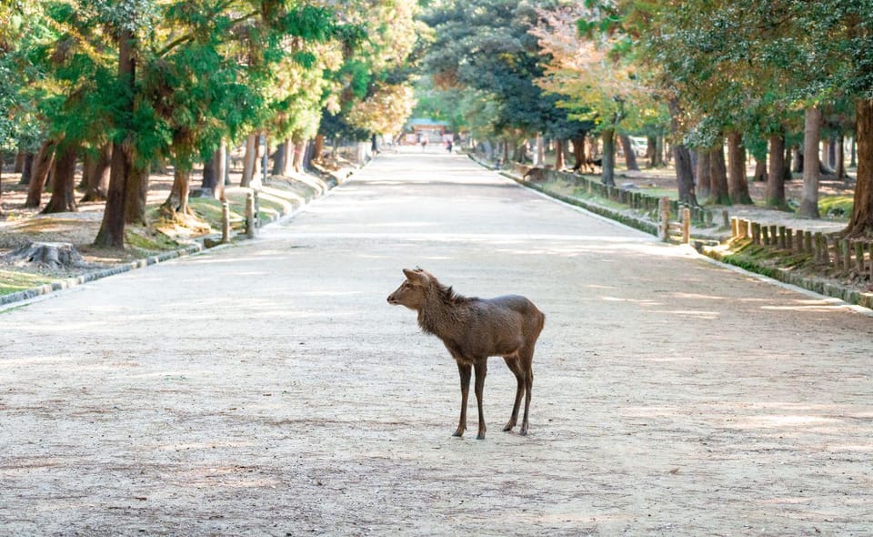 Nara: Private City Tour With A Local Guide - Frequently Asked Questions