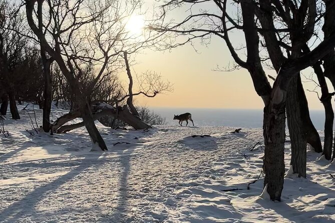 Private Snow Shoe Tour in Shiretoko National Park - Customer Reviews