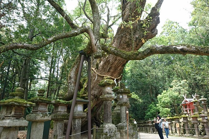 Relax in Nara: Deer Park, Todai-ji Temple and Merchants Town - Insider Tips for a Stress-Free Visit