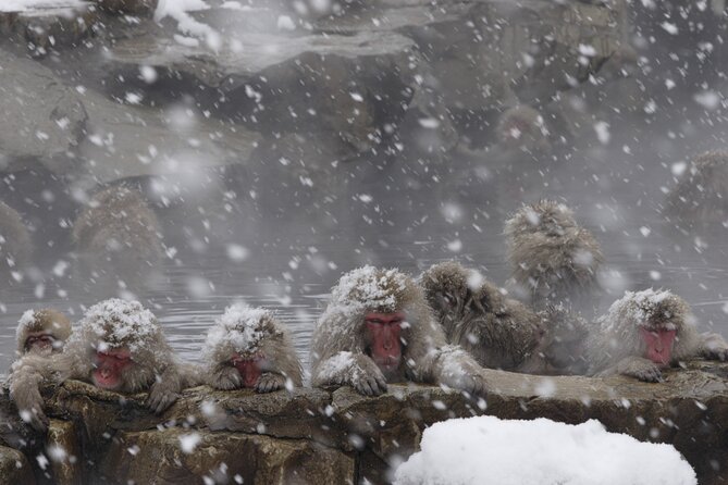 Snow Monkey Park & Miso Production Day Tour From Nagano - Additional Tour Information