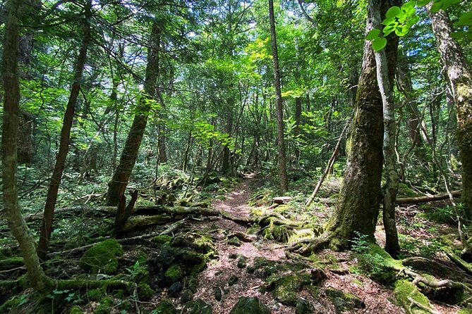 Aokigahara Nature Conservation Full-Day Hiking Tour - Dietary Accommodations