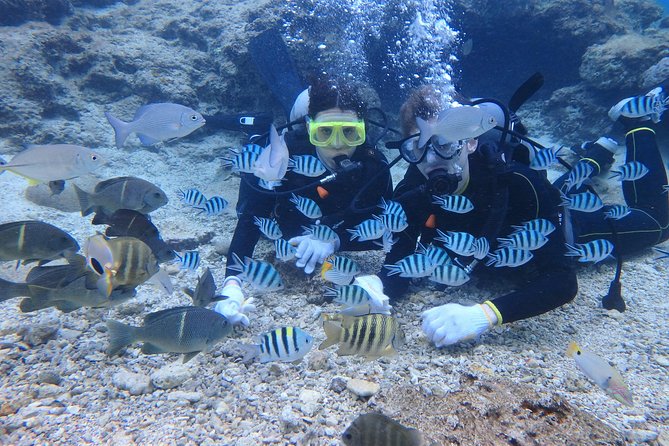 Blue Cave Experience Diving! [Okinawa Prefecture] Feeding & Photo Image Free! English, Chinese Guide - Conclusion