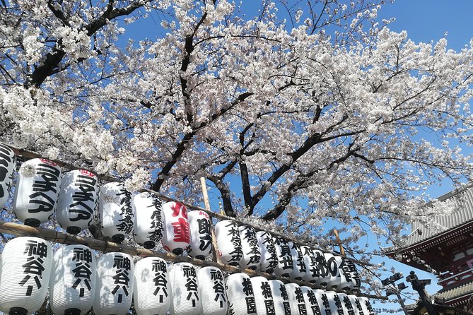 Cherry Blossom Highlights, Asakusa, Ueno, Yanaka - Common questions