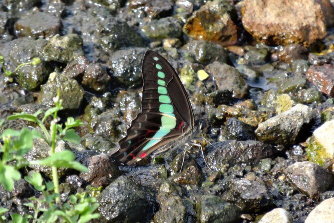 Easygoing Nature Walk in Hakone Tour - Photo Opportunities