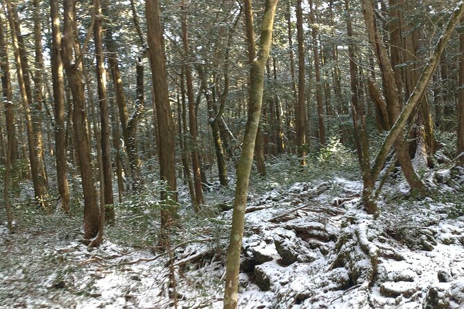 Exploring Mt Fuji Ice Cave and Sea of Trees Forest - Frequently Asked Questions