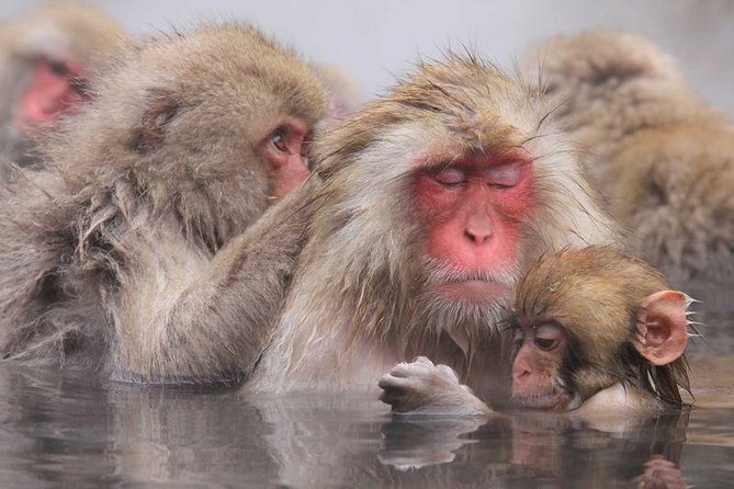 Full Day Snow Monkey Tour To-And-From Tokyo, up to 12 Guests - Contact and Further Assistance