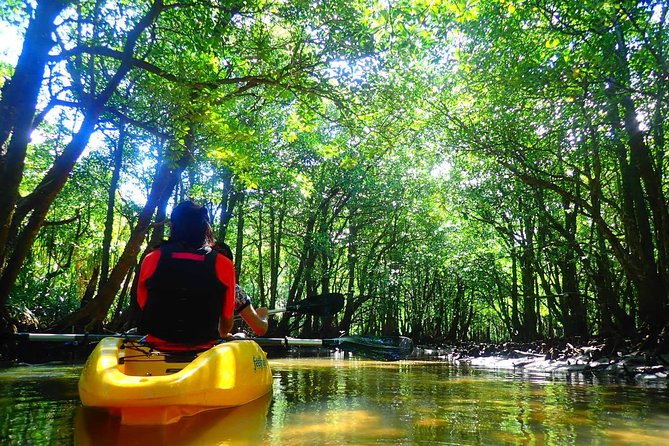 Iriomote Island, Okinawa - Canoeing Tour in a World Heritage Site - Participant Requirements