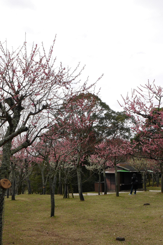 Kyoto: Nara, Todaiji, Kasuga Taisha Shrine Private Full Day - Conclusion