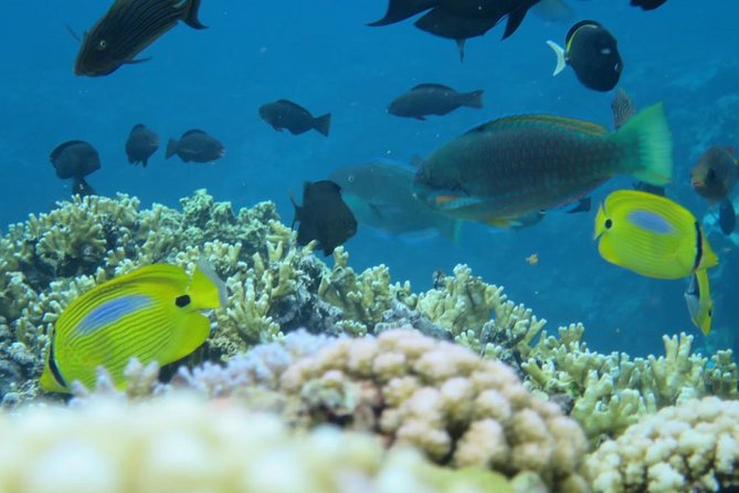 [Miyakojima Snorkel] Private Tour From 2 People Enjoy From 3 Years Old! Enjoy Nemo, Coral and Miyako - Customer Support Information