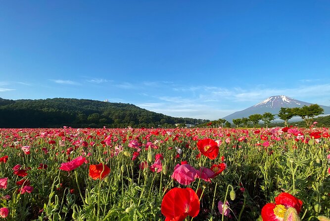 Mt Fuji Full-Day Tour By Car - Natural Wonders of the Area