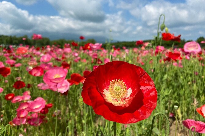 Mt Fuji Lakeshores Full-Day Bike Tour - Highlights Along the Route