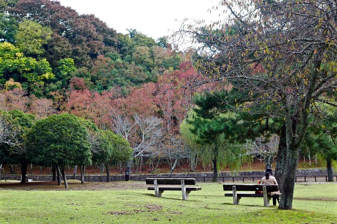 Nara Custom Half Day Tour - Language and Transportation Logistics