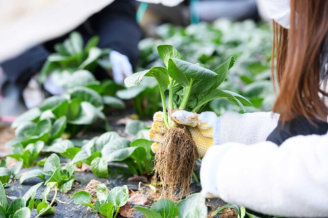 Nara : Farming Experience in a Beautiful Rural Village - Farm-to-Table Cooking Experience