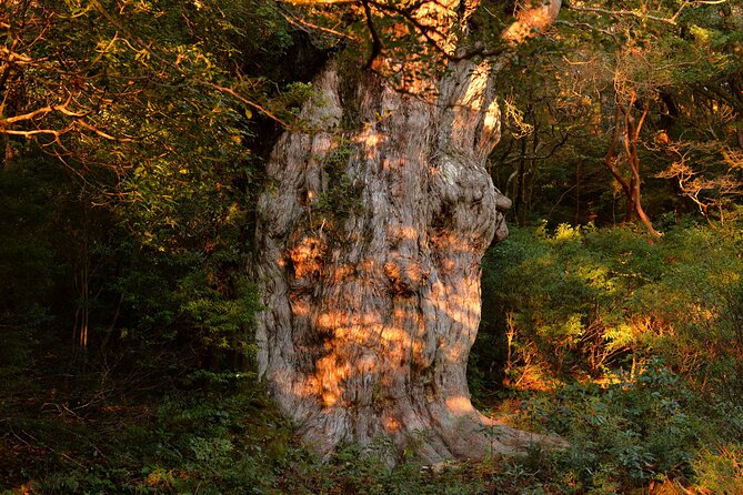 [Private Guide & Plan With Bento] Let's Walk in the Ancient Forest of Jomon Cedar, Thousands of Years Old! - Background Information