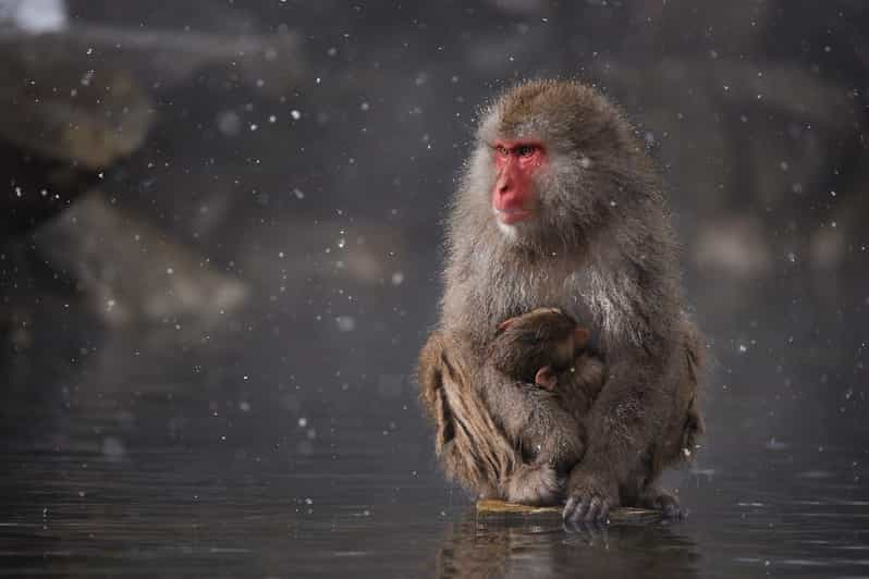 Private Snow Monkey Zenkoji Temple Sightseeing Day Tour - Customer Review