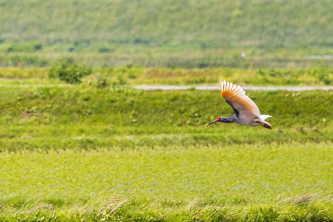 Sado Island Tour With Licensed Guide and Vehicle (Niigata Dep.) - Conclusion