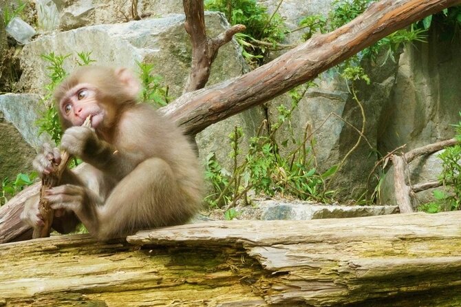 (Spring Only) 1-Day Snow Monkeys & Cherry Blossoms in Nagano Tour - Frequently Asked Questions