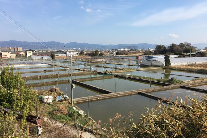 Yamato-Koriyama Castle and Goldfish Small-Group Tour From Nara - Conclusion