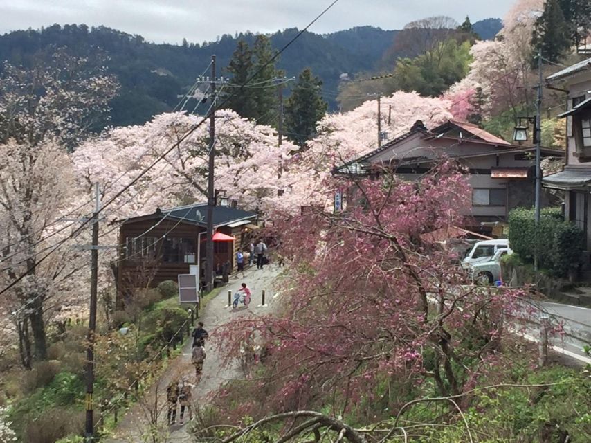 Yoshino: Private Guided Tour & Hiking in a Japanese Mountain - Seasonal Considerations