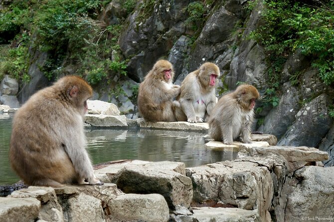 1-Day Private Snow Monkey ZenkoJi Temple & SakeTasting NaganoTour - Conclusion