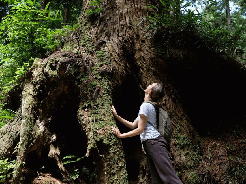 Fm Odawara: Forest Bathing and Onsen With Healing Power - Conclusion