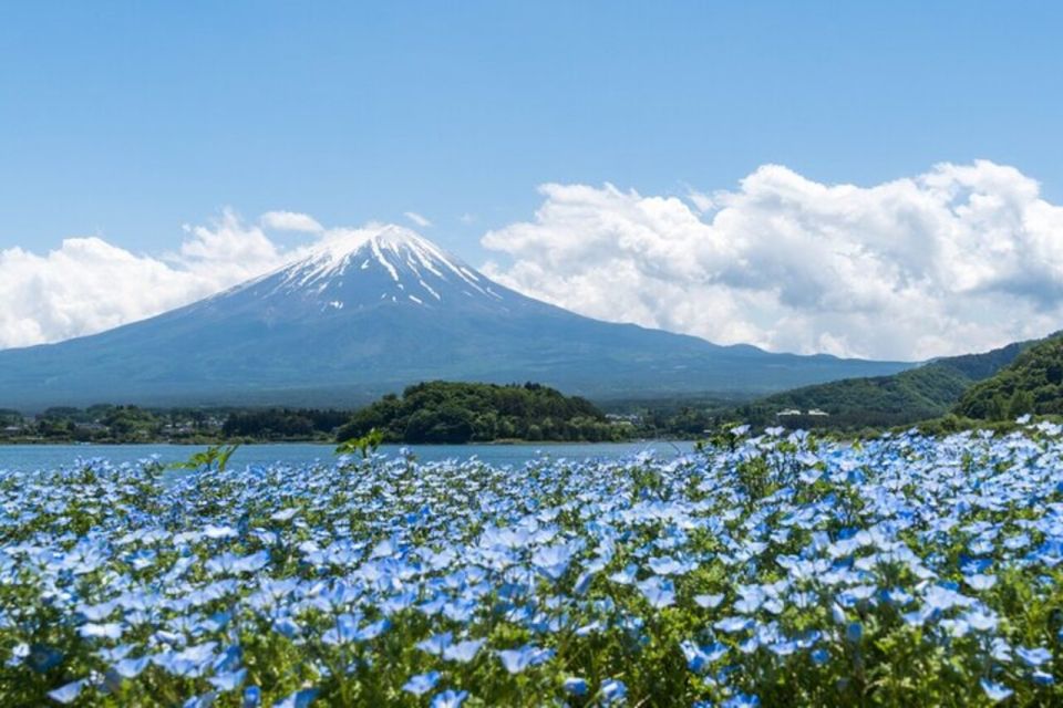 From Tokyo: Guided Aokigahara Forest and Mt.Fuji Day Tour - Frequently Asked Questions