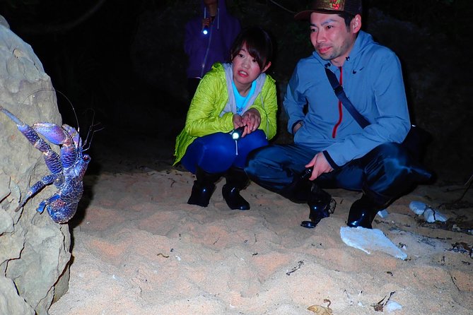 Iriomote, Okinawa Night Adventure Tour - Terms & Conditions and How to Book