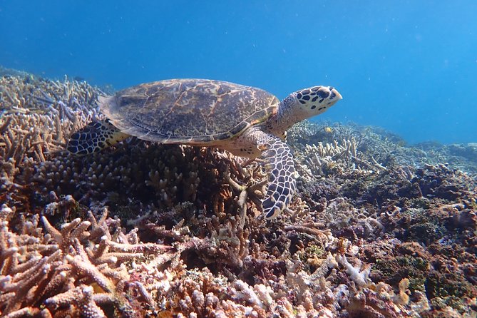 Iriomote SUP/Canoe Tour and Snorkeling Tour at Coral Island - Directions