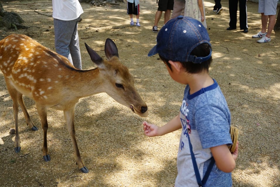 Kyoto and Nara Golden Route 1 Day Bus Tour From Kyoto - Frequently Asked Questions