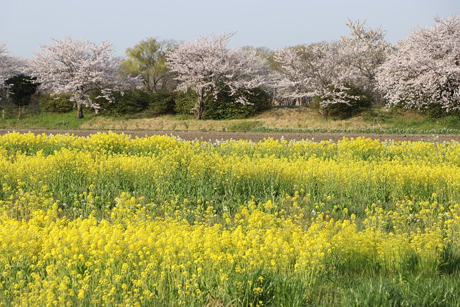 Kyoto Country Side Scooter Tour - Contact Information and Product Code