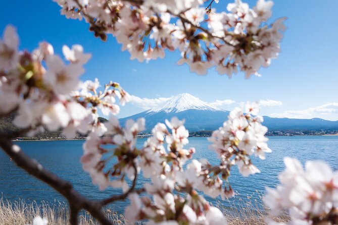 Mt. Fuji Cherry Blossom One Day Tour From Tokyo - Last Words