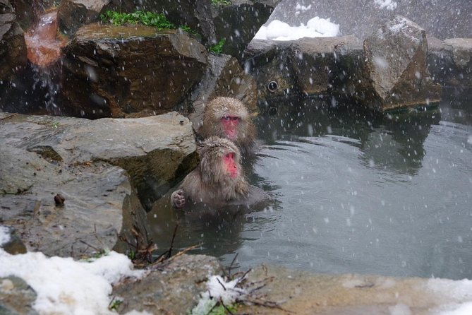 Nagano Winter Special Tour "Snow Monkey and Snowshoe Hiking"!! - Additional Information