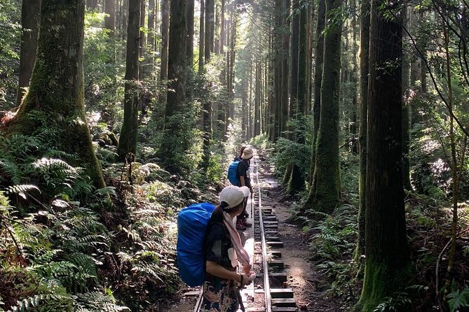 [Private Guide & Plan With Bento] Let's Walk in the Ancient Forest of Jomon Cedar, Thousands of Years Old! - Tour Highlights