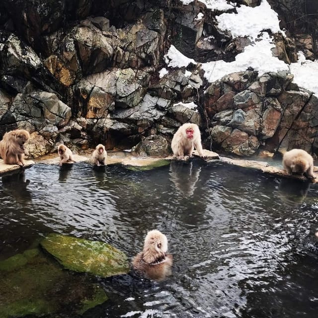 Private Snow Monkey Zenkoji Temple Sightseeing Day Tour - Booking Information