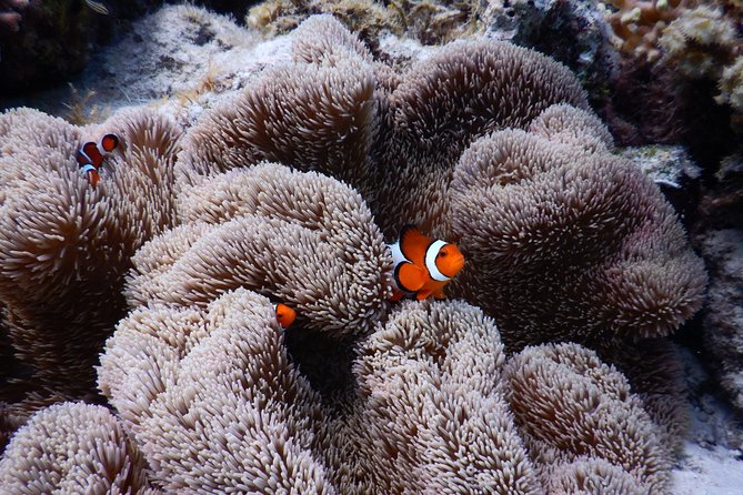 Sea Turtle Snorkel at Kerama Islands and Zamami Island - Additional Information