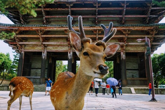 Kyoto & Nara Tour From Osaka/Kyoto: Fushimi Inari Taisha Shrine - Conclusion