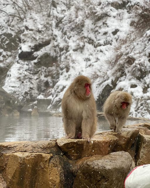 Private Snow Monkey Zenkoji Temple Sightseeing Day Tour - Additional Details