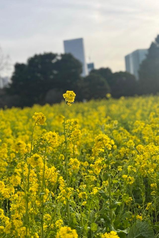 Tokyo : Japanese Garden Guided Walking Tour in Hama Rikyu - Frequently Asked Questions