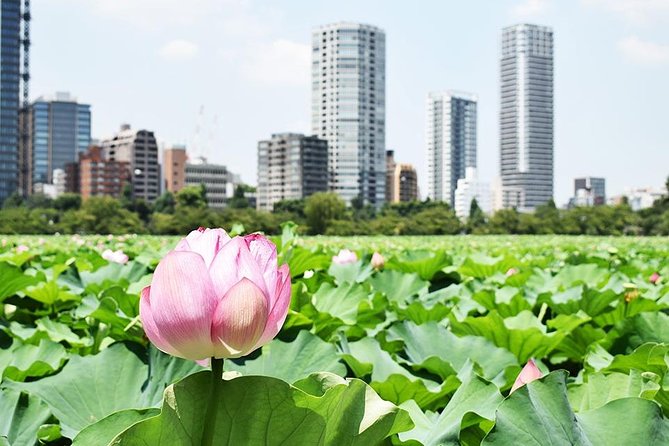 Tokyo Japanese Garden Lovers Private Tour With Government-Licensed Guide - Review and Feedback