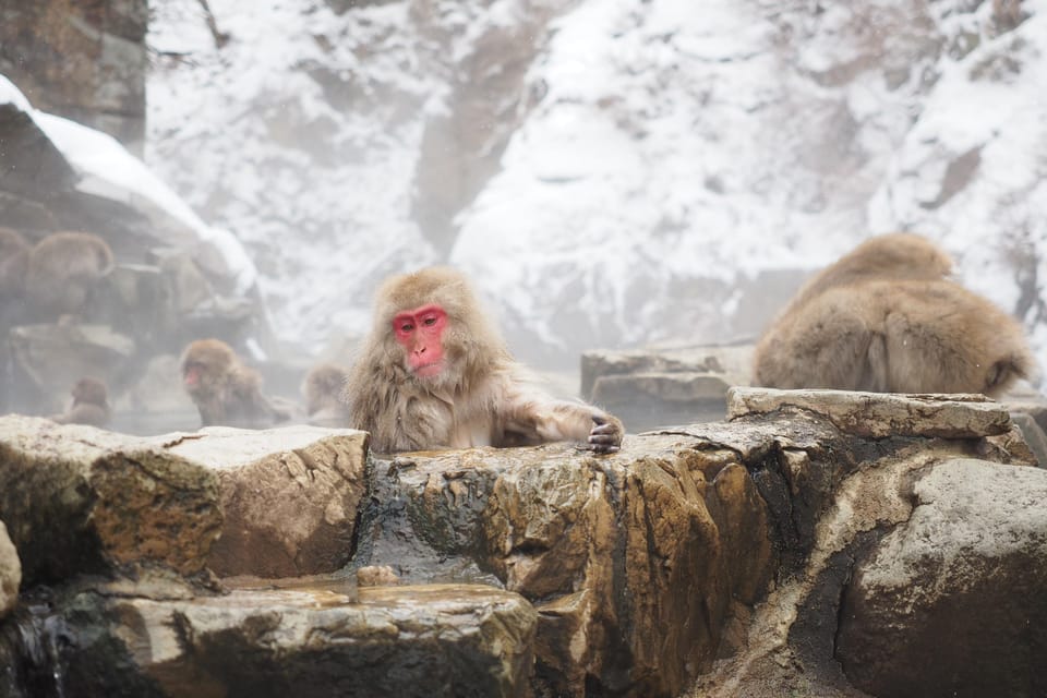 Nagano 1 Day Private Tour (Snow Monkeys, Zenkoji) With Lunch - Last Words