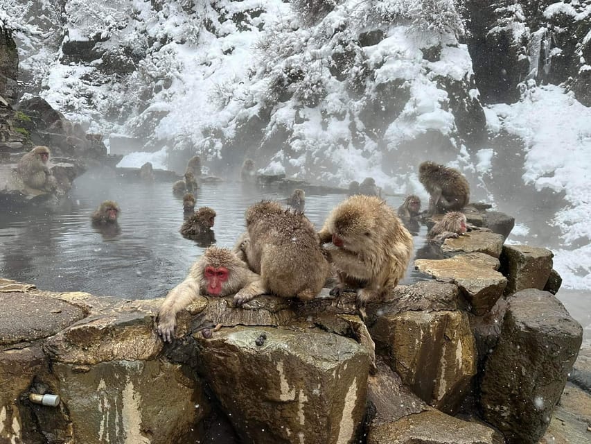 Private Snow Monkey Zenkoji Temple Sightseeing Day Tour - Common questions