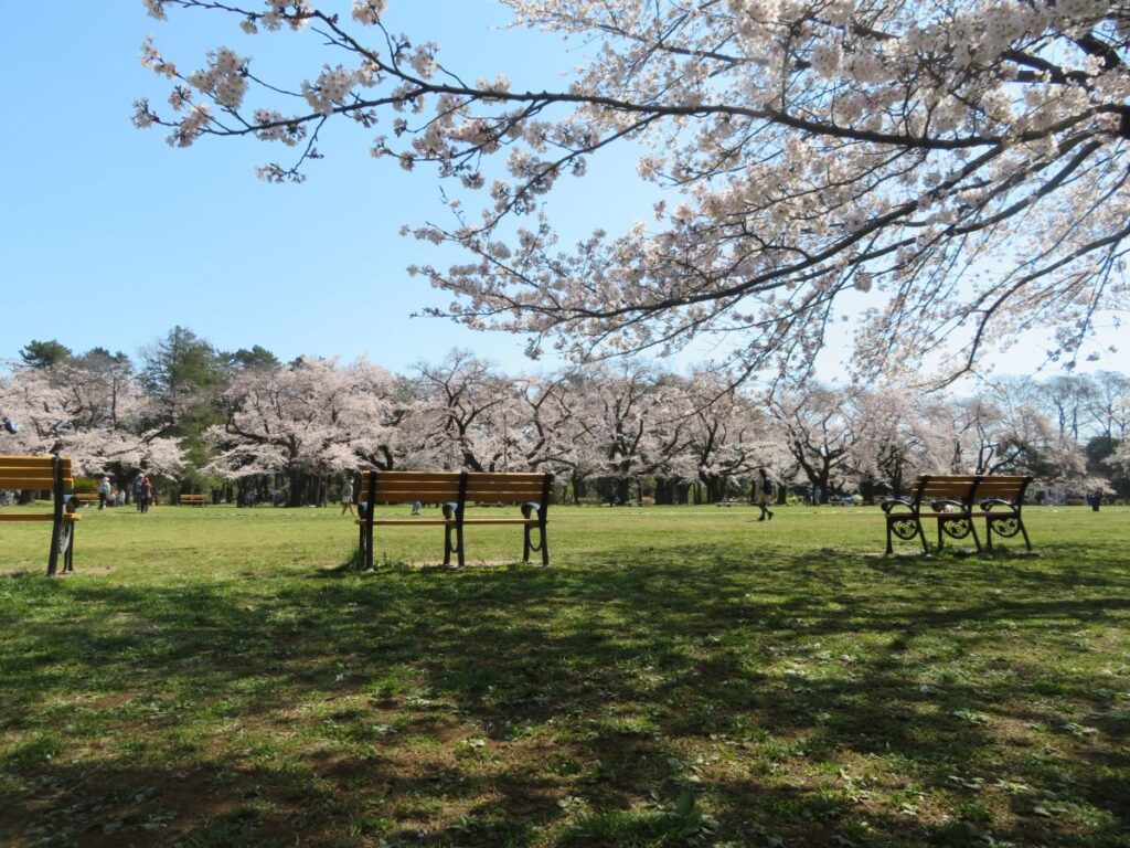 Koganei Park Cherry Blossom